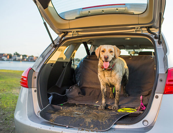 Dog-proofing your car